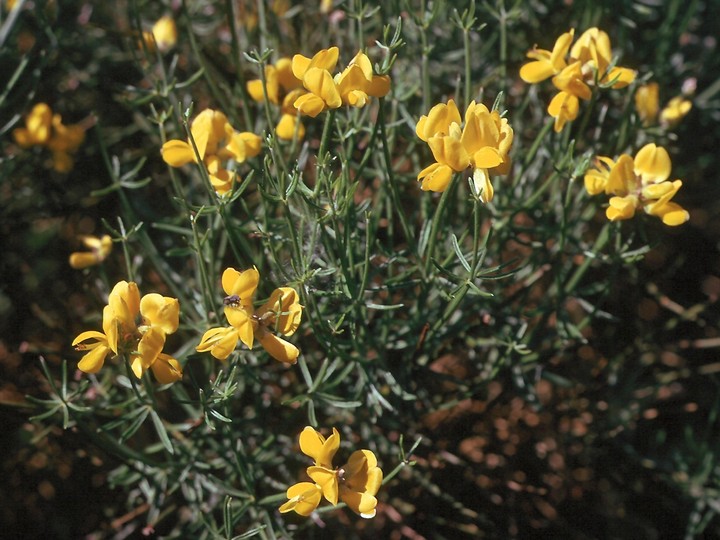 Genista radiata