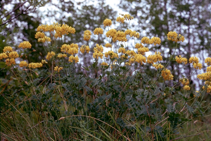 Coronilla coronata