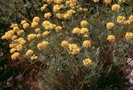 Coronilla coronata