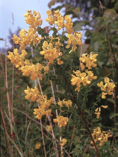 Cytisus sessilifolius