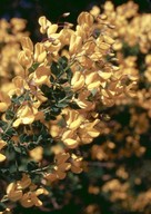 Cytisus sessilifolius