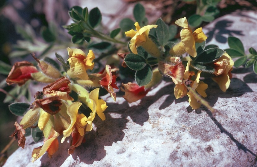 Cytisus hirsutus