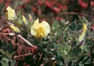 Cytisus hirsutus