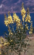 Cytisus nigricans