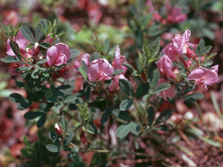 Cytisus purpureus