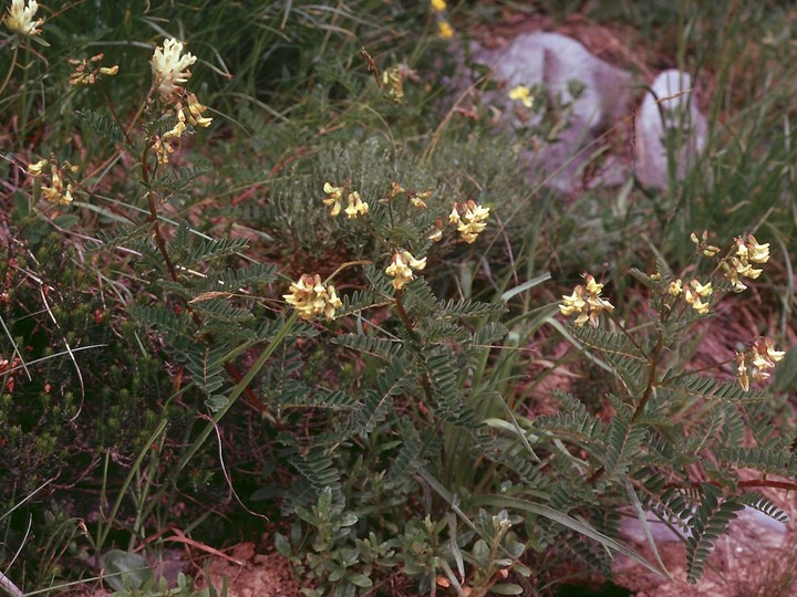 Astragalus penduliflorus