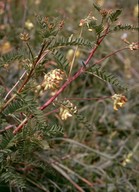 Astragalus penduliflorus