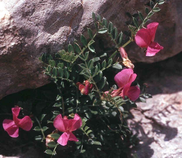 Vicia pyrenaica