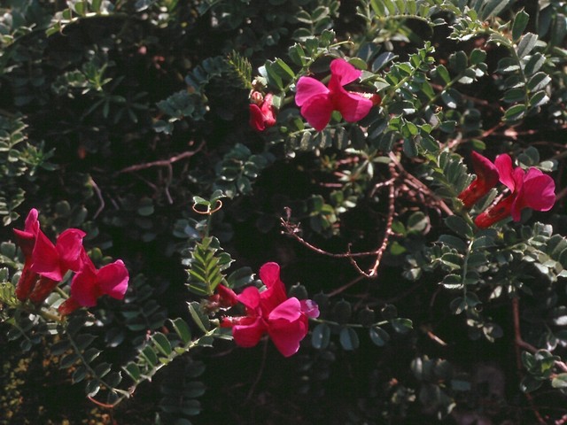 Vicia pyrenaica