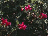 Vicia pyrenaica