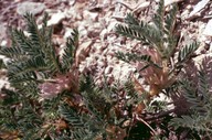 Astragalus sempervirens