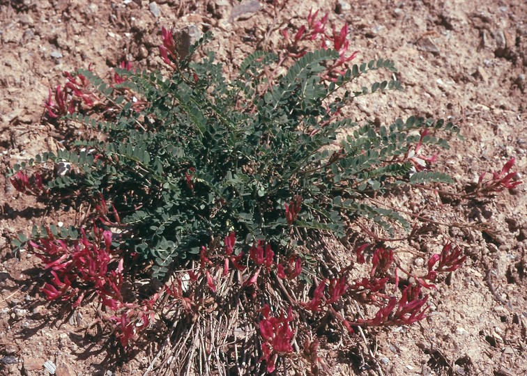 Astragalus monspessulanus