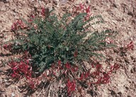 Astragalus monspessulanus