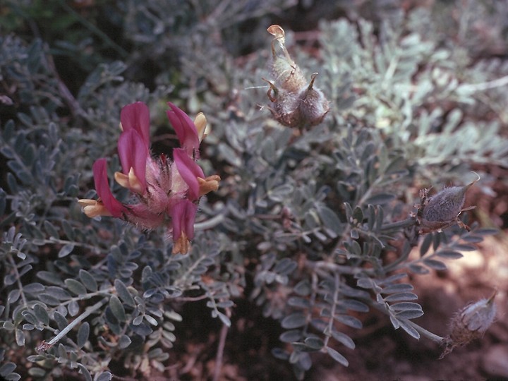 Astragalus vesicarius