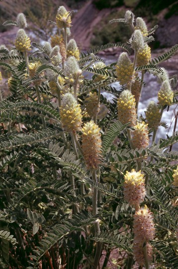 Astragalus centralpinus