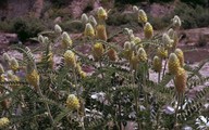 Astragalus centralpinus