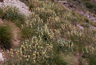 Astragalus centralpinus