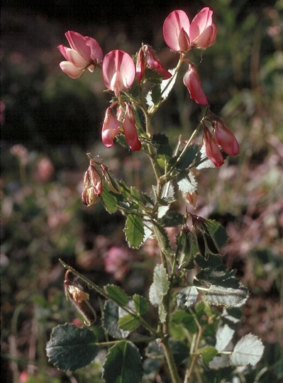 Ononis rotundifolia
