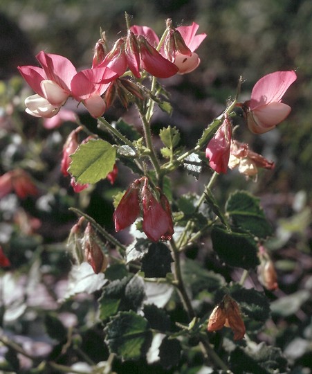 Ononis rotundifolia