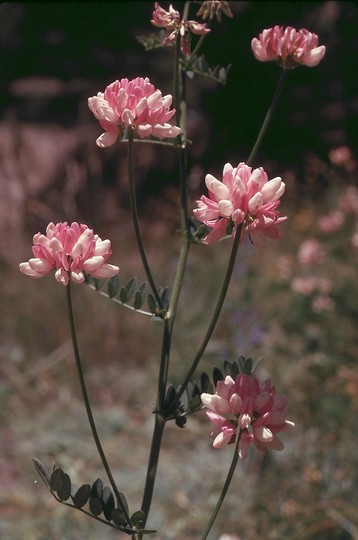 Coronilla varia