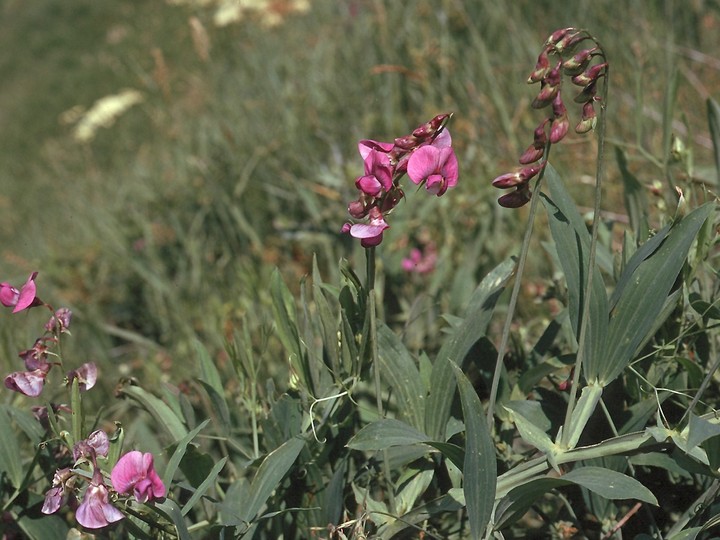 Lathyrus heterophyllus