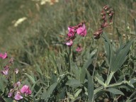 Lathyrus heterophyllus