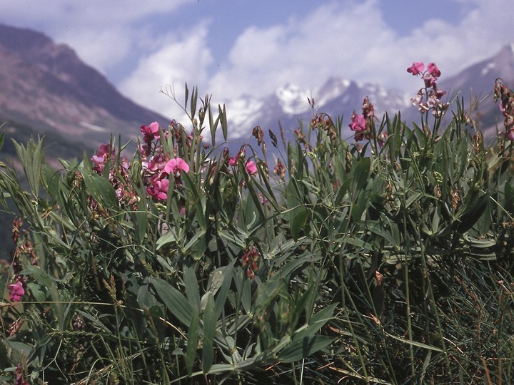 Lathyrus heterophyllus