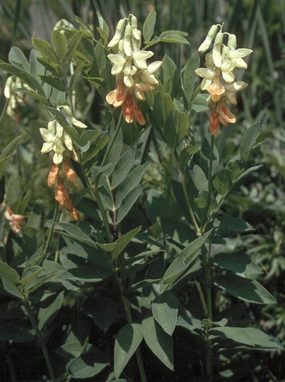 Lathyrus laevigatus