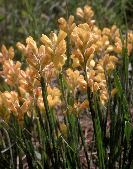 Genista sagittalis