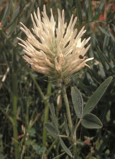 Trifolium pannonicum