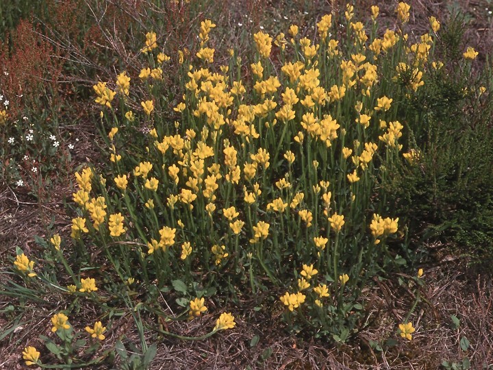 Genista sagittalis