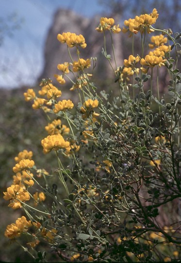 Coronilla sp.