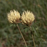 Trifolium ochroleucum