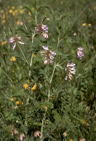 Vicia argentea