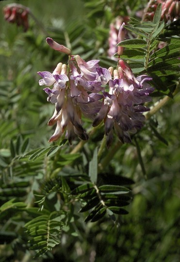 Vicia argentea