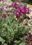 Oxytropis foucadi