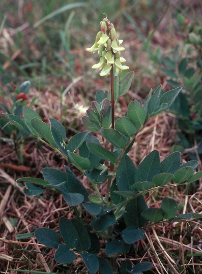 Astragalus frigidus