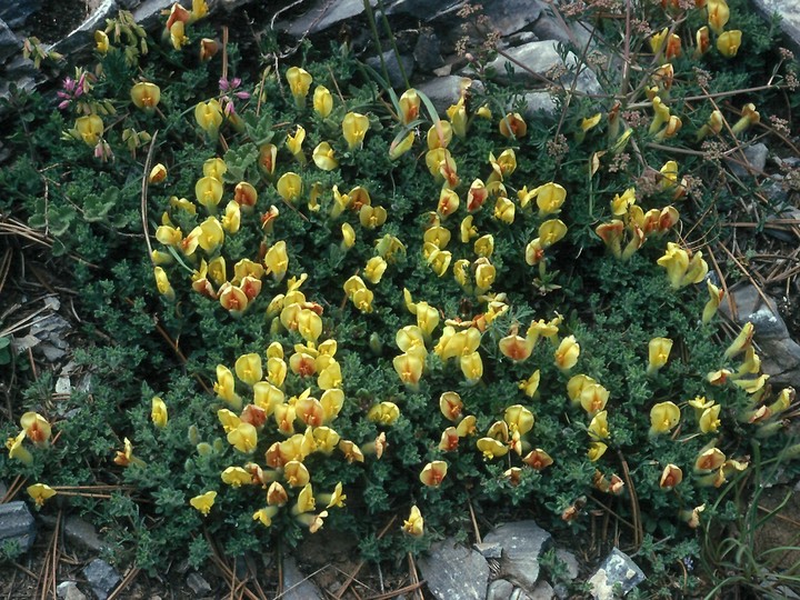 Chamaecytisus polytrichus