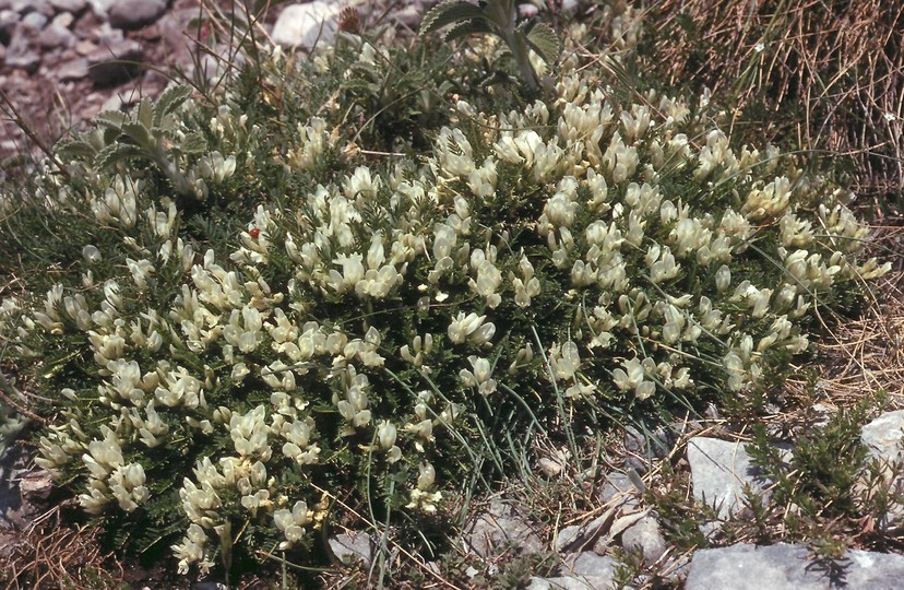 Astragalus angustifolius