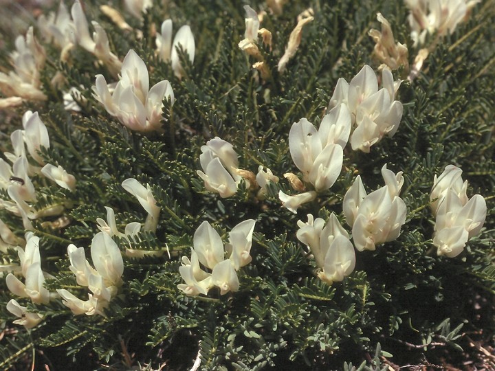 Astragalus angustifolius