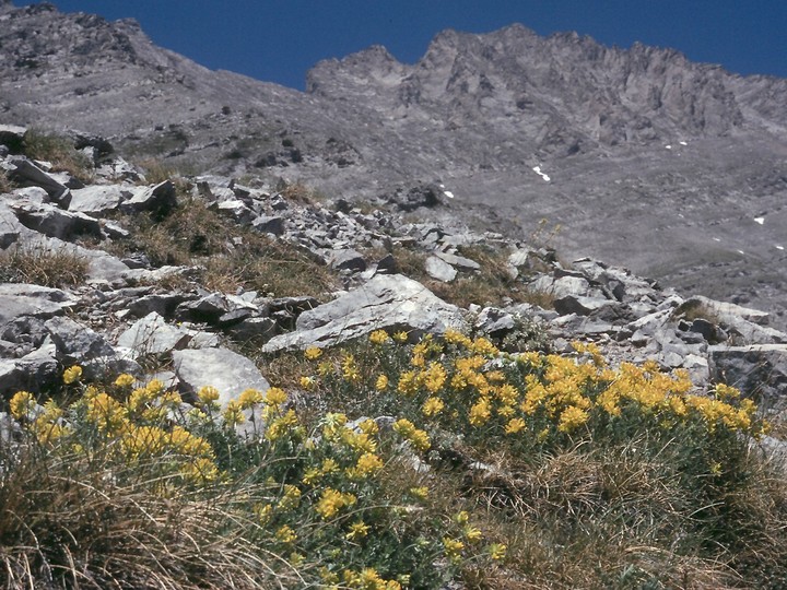 Anthyllis aurea