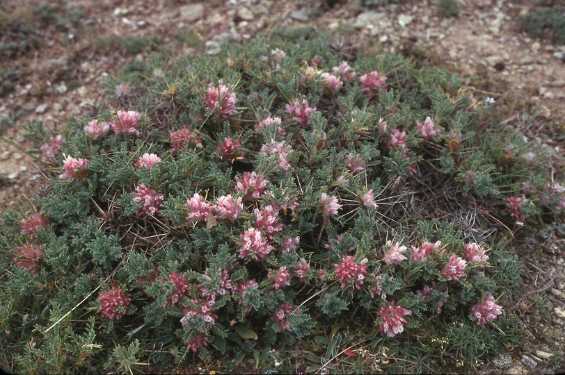 Astragalus parnassi?