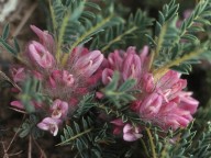 Astragalus parnassi?