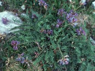 Oxytropis jacquinii