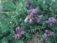 Oxytropis jacquinii