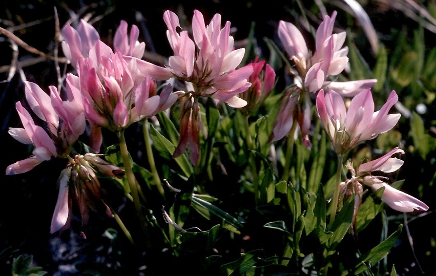 Trifolium alpinum