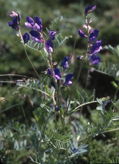 Vicia onobrychioides