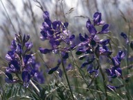 Vicia onobrychioides