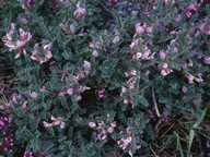 Astragalus sempervirens