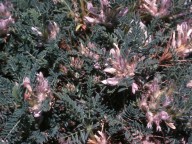 Astragalus sempervirens